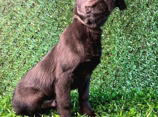 Irk Garantili Labrador Yavrular görsel
