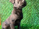 Irk garantili labrador yavrular