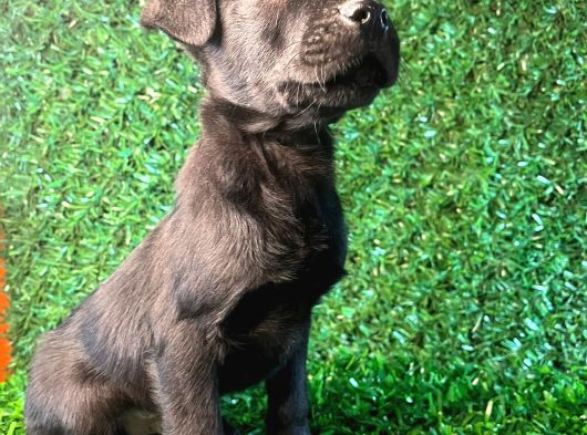Irk Garantili Labrador Yavrular