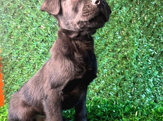 Irk Garantili Labrador Yavrular görsel