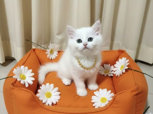 Boncuklarim  Karbeyazi Bebekleri̇m görsel
