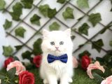 KARPOSTAL GİBİ BEBEK KARBEYAZI BONCUĞUMUZ