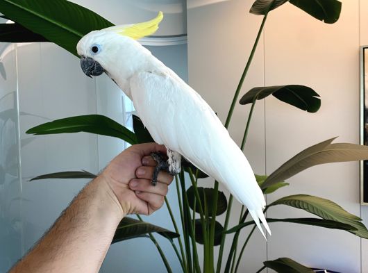 Kakadu Papağanı görsel