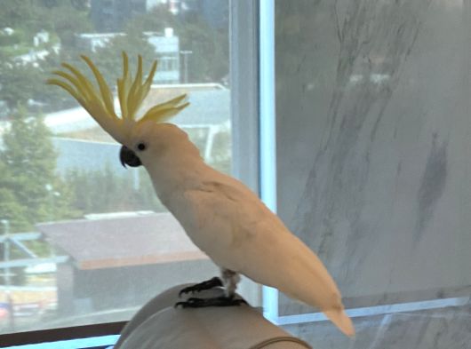 Kakadu Papağanı