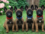 Malinois harika bebekler