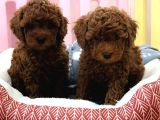 Toy poddle bebekler