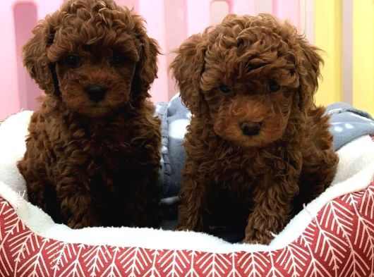 Toy Poddle Bebekler