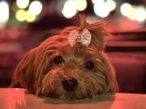 6 aylık dişi Maltipoo aşıları tam
