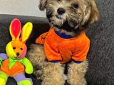 AYI SURAT MALTİPOO KARDEŞLER