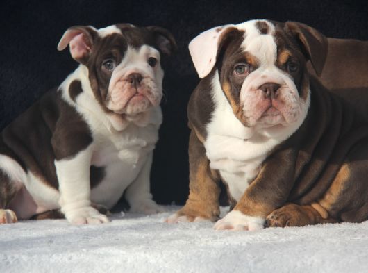 Egzoti̇c  İngi̇li̇z Buldog Yavrular