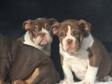Egzoti̇c  İngi̇li̇z Buldog Yavrular