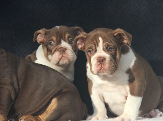 Egzoti̇c  İngi̇li̇z Buldog Yavrular görsel