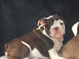 Egzoti̇c  İngi̇li̇z Buldog Yavrular