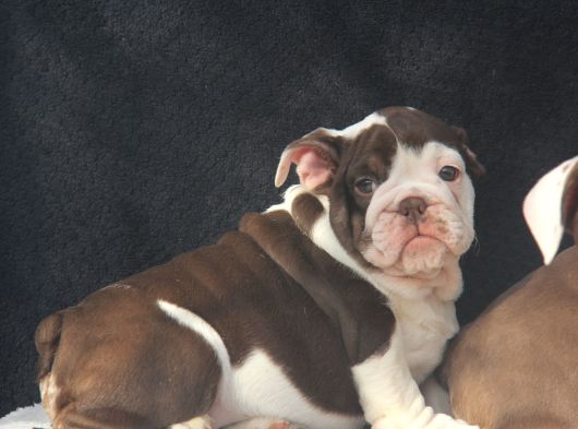 Egzoti̇c  İngi̇li̇z Buldog Yavrular görsel