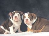 Egzoti̇c  İngi̇li̇z Buldog Yavrular