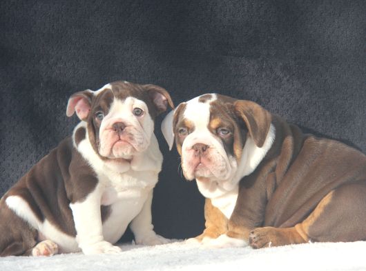 Egzoti̇c  İngi̇li̇z Buldog Yavrular görsel