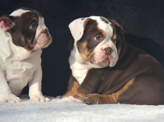 Egzoti̇c  İngi̇li̇z Buldog Yavrular görsel