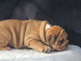ÜST DÜZEY İNGİLİZ BULDOG YAVRULAR