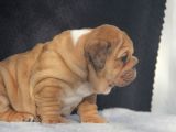Üst Düzey İngi̇li̇z Buldog Yavrular