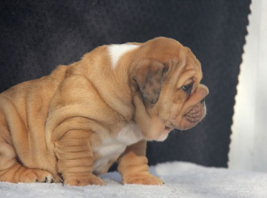 Üst Düzey İngi̇li̇z Buldog Yavrular görsel