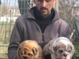 Üst Düzey İngi̇li̇z Buldog Yavrular