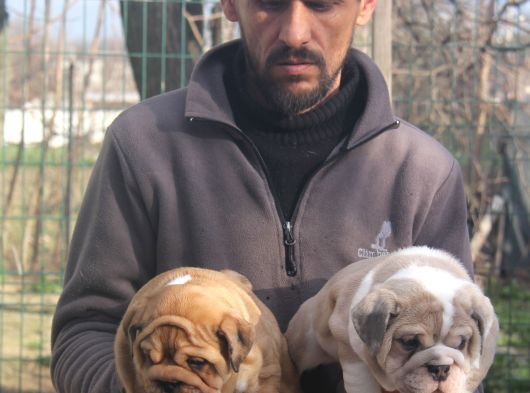 Üst Düzey İngi̇li̇z Buldog Yavrular görsel