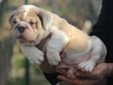 Üst Düzey İngi̇li̇z Buldog Yavrular