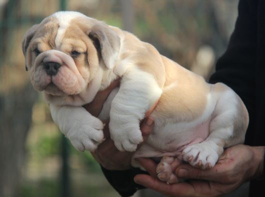 Üst Düzey İngi̇li̇z Buldog Yavrular görsel