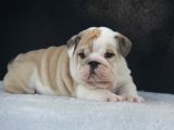 Üst Düzey İngi̇li̇z Buldog Yavrular