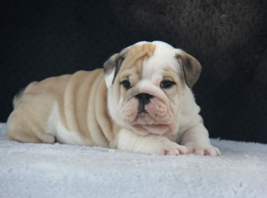 Üst Düzey İngi̇li̇z Buldog Yavrular görsel