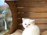 Bri̇ti̇sh Shorthai̇r Yavrulari