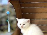 Bri̇ti̇sh Shorthai̇r Yavrulari