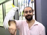 Sülfür Kakadu Papağani Konuşan Eği̇ti̇mli̇ Evci̇l