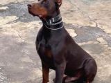 ÜST KALİTE ERKEK DİŞİ DOBERMAN YAVRULARI