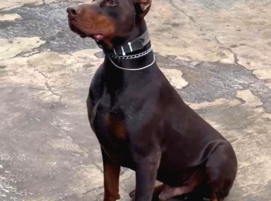 ÜST KALİTE ERKEK DİŞİ DOBERMAN YAVRULARI