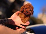 Bi̇blo Toy Poodle Yavrularimiz