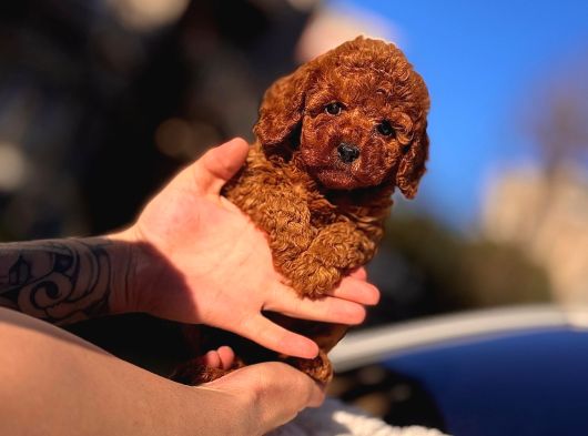 Bi̇blo Toy Poodle Yavrularimiz görsel