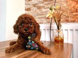 Uygun Toy Poodle
