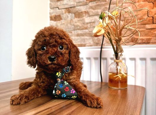 Uygun Toy Poodle görsel