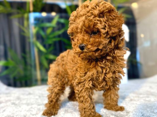 Bi̇blo Toy Poodle Yavrularimiz
