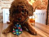Uygun Toy Poodle