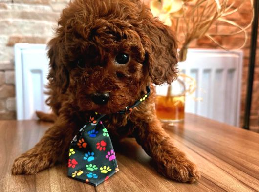 Uygun Toy Poodle görsel