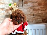 Uygun toy poodle