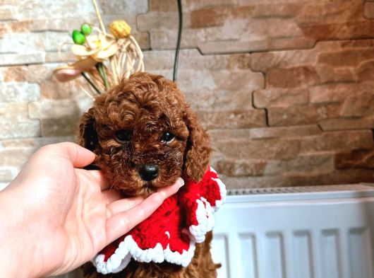 Uygun Toy Poodle