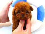 Sağlık Ve Irk Garantili Toypoodle Bebeklerimiz