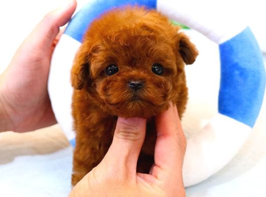 Sağlık Ve Irk Garantili Toypoodle Bebeklerimiz görsel