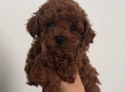 Toy Poodle Yavrumuz 0 Teacup