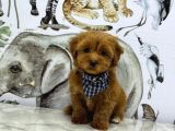 KALİTELİ MALTİPOO YAVRULRIMIZ MEVCUT