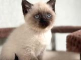 Bitter Çikolata Point British Shorthair