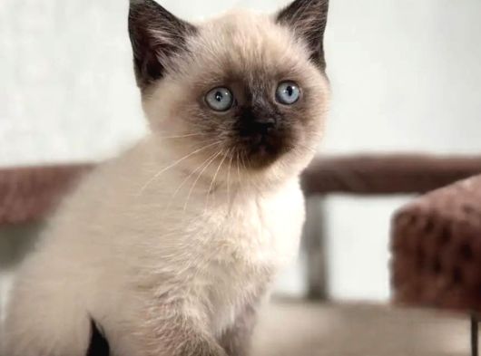 Bitter Çikolata Point British Shorthair